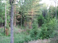 juni2007 2 323